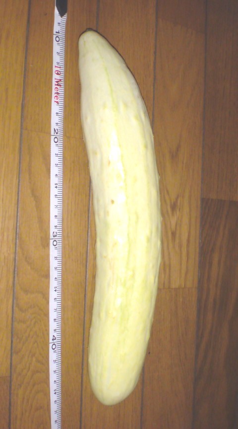 ձ