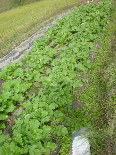 纬