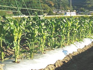 Corn_002
